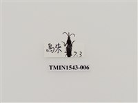 藏品(三錐象鼻蟲科)的圖片